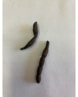 Fava Bejerecum - 15g