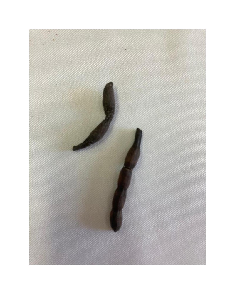 Fava Bejerecum - 15g