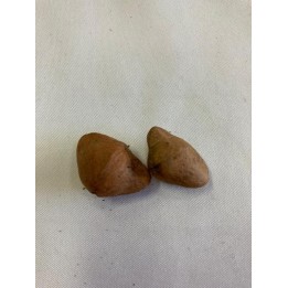 Fava Ario