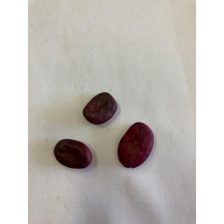 Fava Corta Inveja