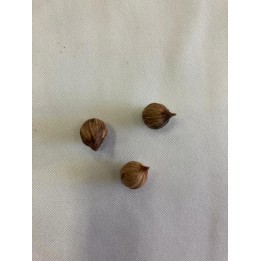 Fava da Saúde