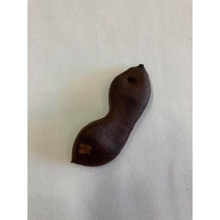 Fava de Jatobá