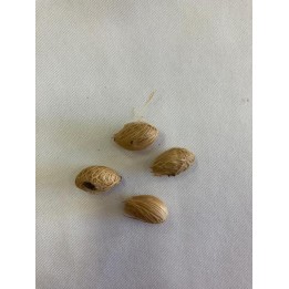 Fava de Logun-Edé
