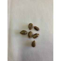 Fava de Mamona