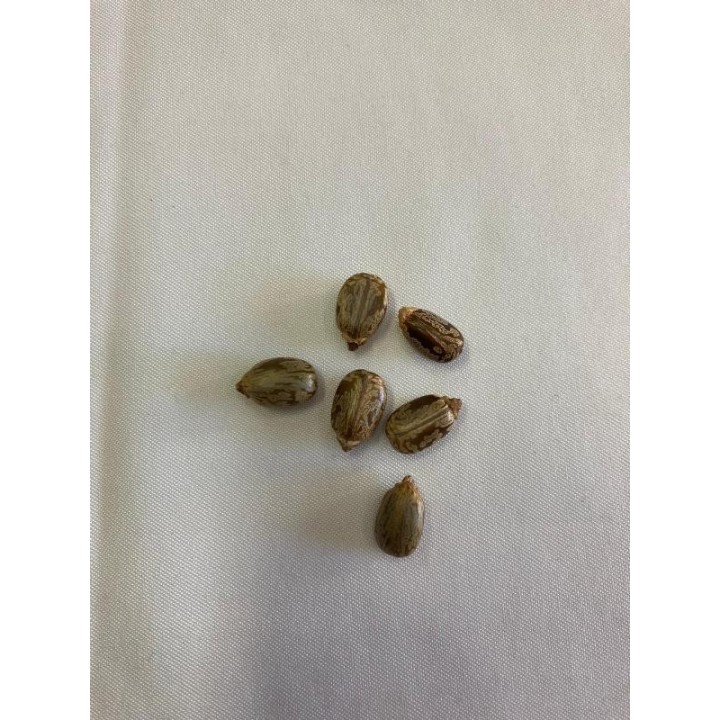 Fava de Mamona