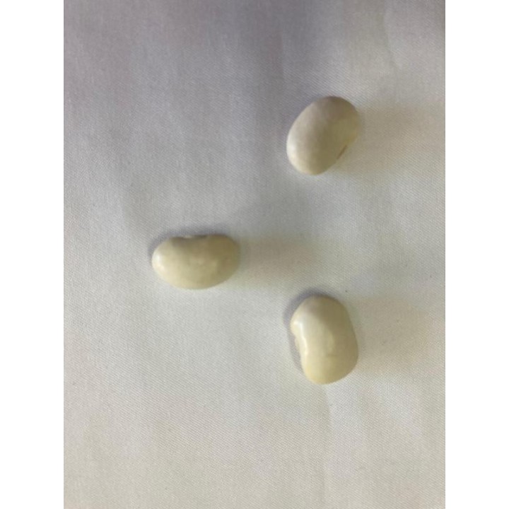 Fava de Oxalá