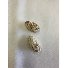 Fava de Patcholi