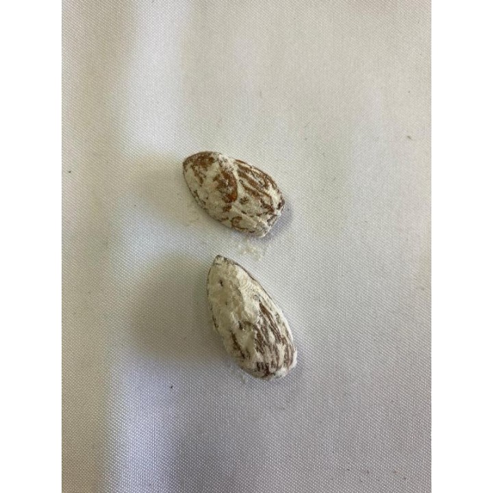 Fava de Patcholi