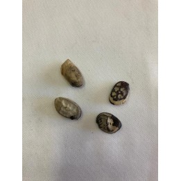 Fava Imburana