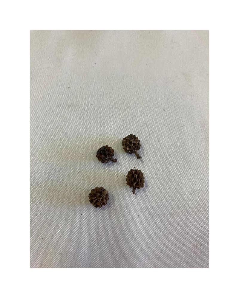 Fava Lelecum - 10g