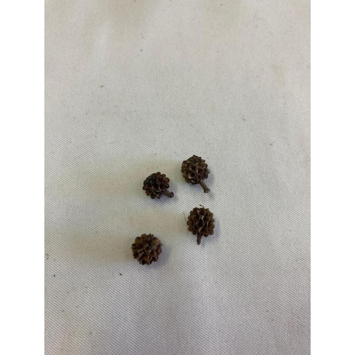 Fava Lelecum - 10g