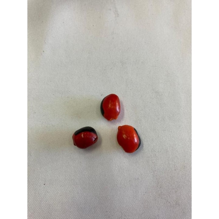 Fava de Exu