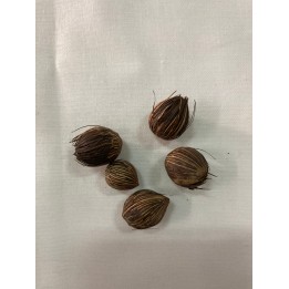 Fava Coquinho