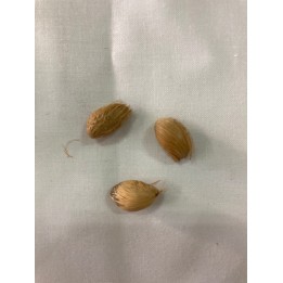 Fava de Chama Dinheiro