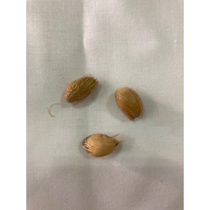 Fava de Chama Dinheiro