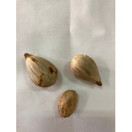 Fava Ifa