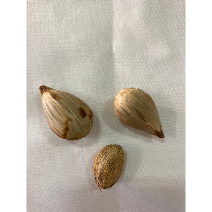 Fava Ifa