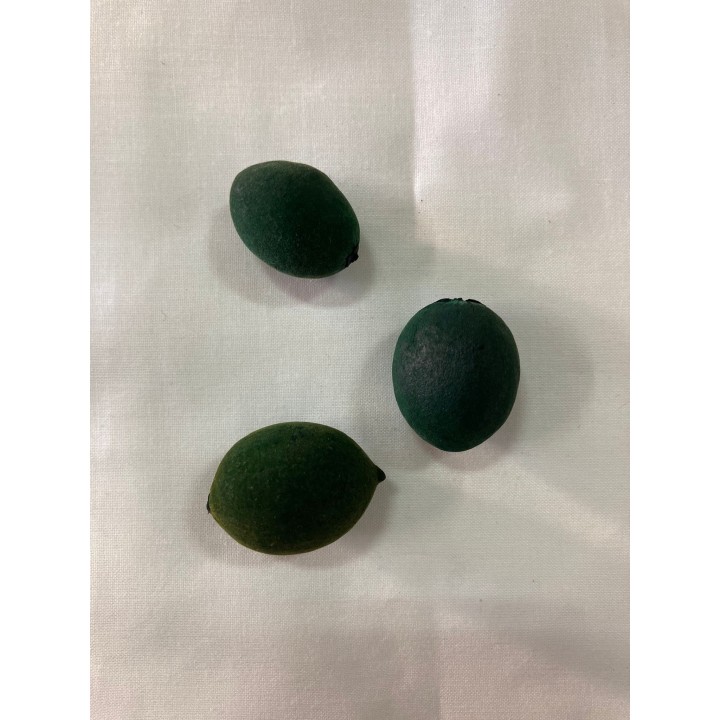 Fava de Logun Ede