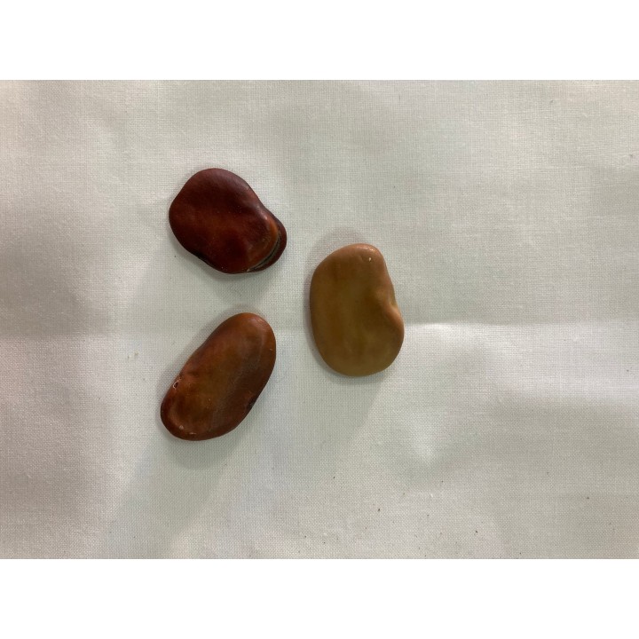 Fava Corta Inveja