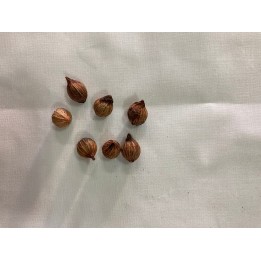 Fava Ibeji