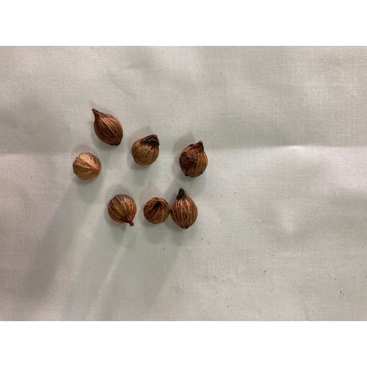 Fava Ibeji