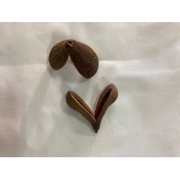 Fava Opele Ifa