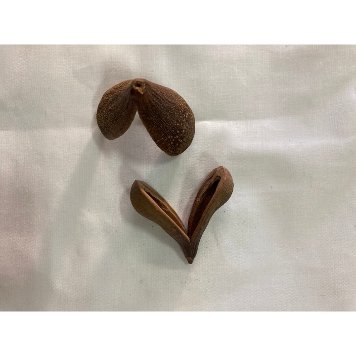Fava Opele Ifa
