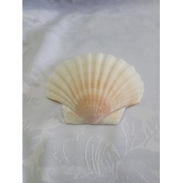Concha Shell