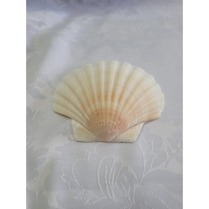 Concha Shell