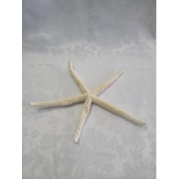 Estrela do Mar