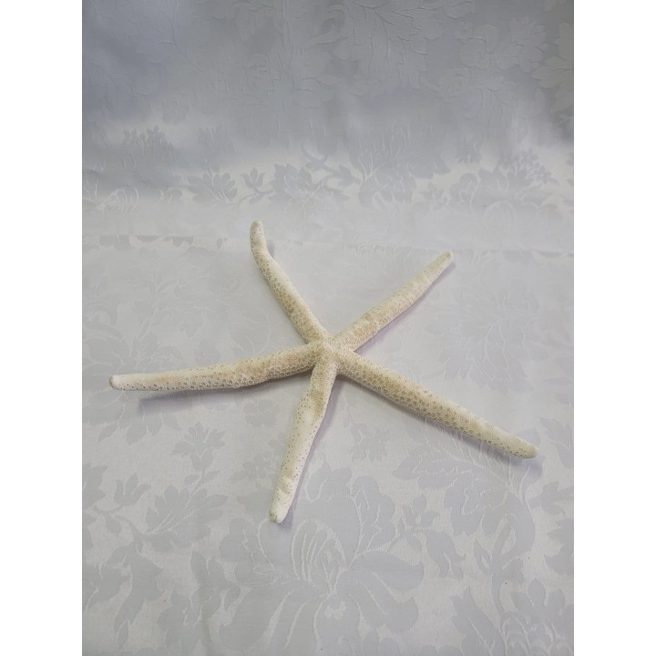 Estrela do Mar
