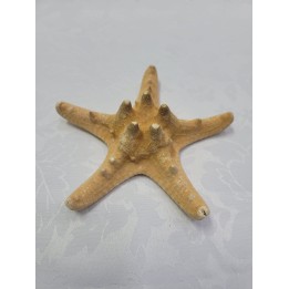 Estrela do Mar