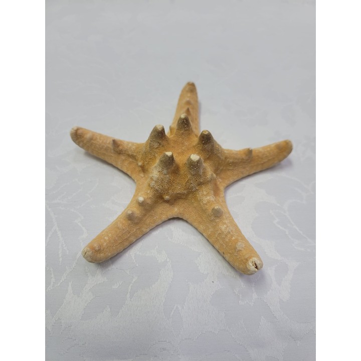 Estrela do Mar