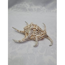 Buzio Especial II