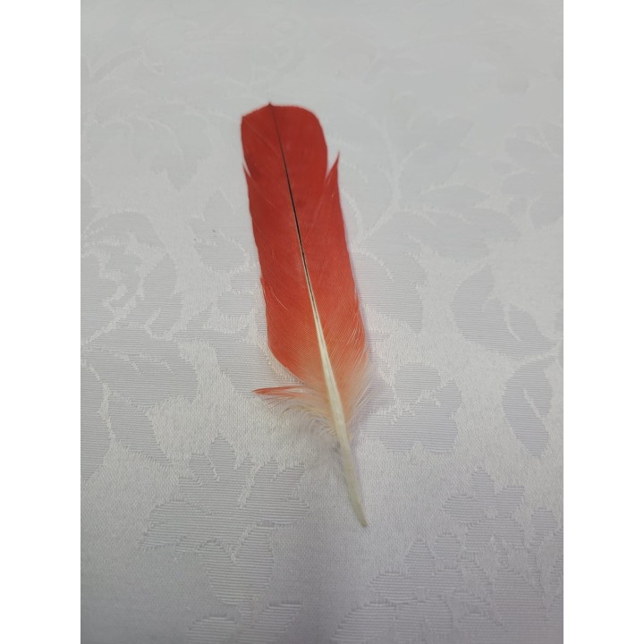 Ekodidé