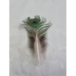 Pena Pavão - Pequena
