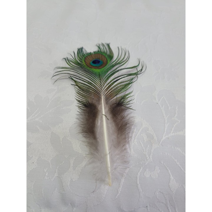 Pena Pavão - Pequena